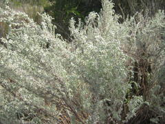 Eriocephalus racemosus racemosus