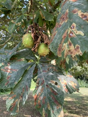 Aesculus hippocastanum