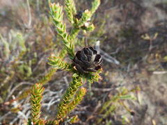 Leucadendron thymifolium