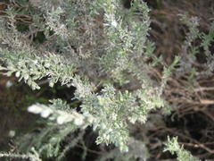 Eriocephalus racemosus racemosus