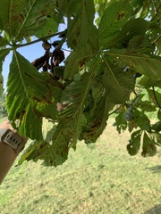Aesculus hippocastanum