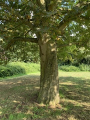 Aesculus hippocastanum