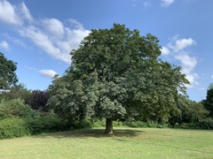 Aesculus hippocastanum