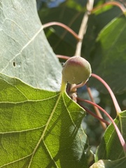 Pemphigus obesinymphae