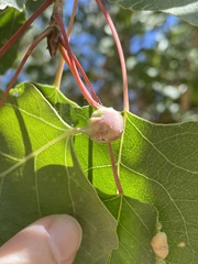 Pemphigus obesinymphae