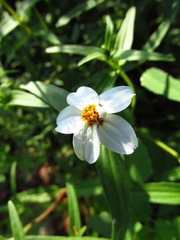 Zinnia bicolor