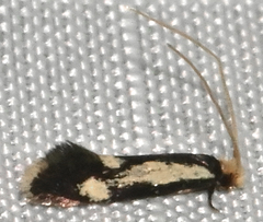 Isocorypha mediostriatella