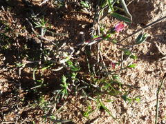 Lampranthus spiniformis