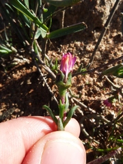 Lampranthus spiniformis