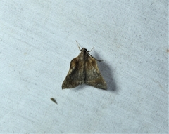 Clydonopteron sacculana