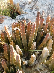 Stapelia