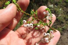 Erica formosa