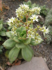 Sedum orbatum