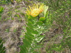 Leucospermum praecox
