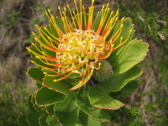 Leucospermum praecox