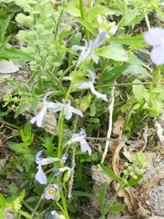 Lobelia berlandieri