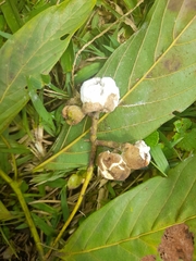 Nectandra reticulata