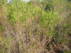 Passerina rigida