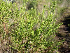 Passerina rigida