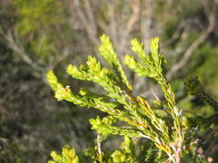 Passerina rigida