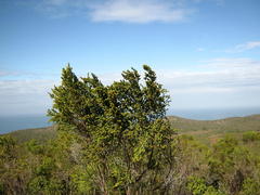 Passerina rigida