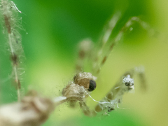 Stenolemus