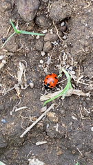 Coccinella nugatoria