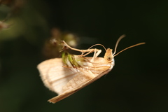 Rivula sericealis