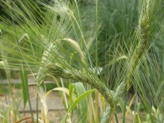 Triticum spelta dicoccon
