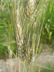 Triticum durum