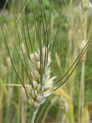 Triticum durum