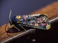 Polytela gloriosae
