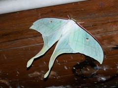 Actias selene