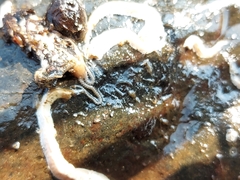 Amphipholis squamata