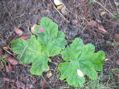 Pelargonium lobatum