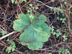 Pelargonium lobatum
