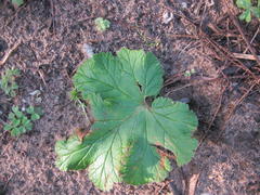 Pelargonium lobatum