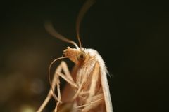 Rivula sericealis