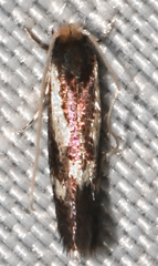 Isocorypha mediostriatella
