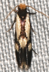 Isocorypha mediostriatella