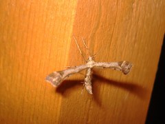 Platyptilia tesseradactyla