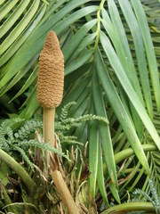 Zamia pumila