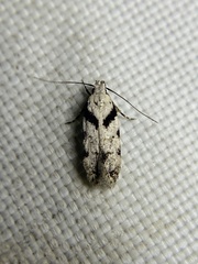 Pseudotelphusa palliderosacella