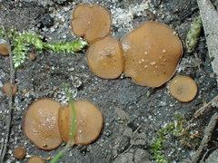 Trichophaea brunnea