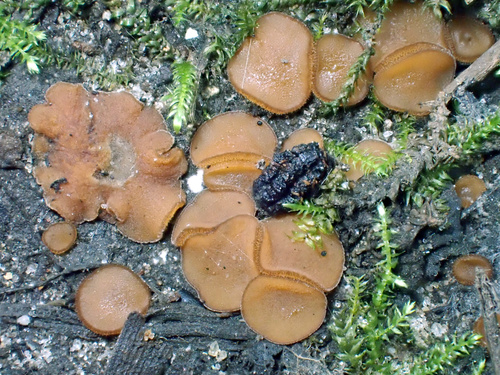 Sphaerosporella hinnulea