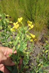 Rafnia elliptica
