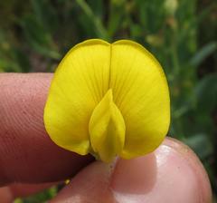 Rafnia elliptica