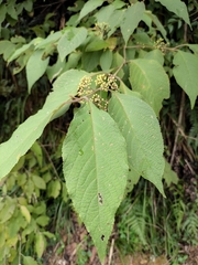 Callicarpa giraldii