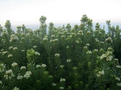 Phylica ericoides ericoides