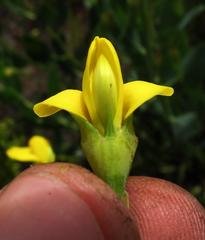 Rafnia elliptica